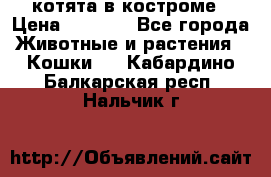 котята в костроме › Цена ­ 2 000 - Все города Животные и растения » Кошки   . Кабардино-Балкарская респ.,Нальчик г.